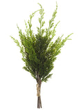 Cypress Pick Bundle, Green - 16