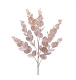 Eucalyptus Spray