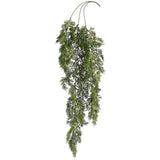 Juniper Hanging Bush Gr