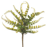 Button Fern Bush Gr