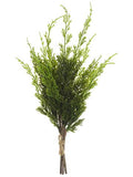 Cypress Pick Bundle X3 Green