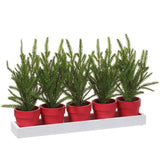 15.5" X 5" Cypress In Pot X5 W/tray