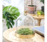 Glass Cloche W/ Gold Base