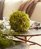 Moss Orb