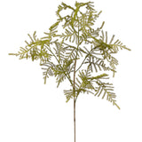Asparagus Fern Spray Green
