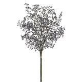 Sedum Bundle X3 Blue