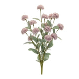 Mini Mum Bush