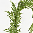 5ft Garland-soft Touch Evergreen Norfolk Pine-6/36