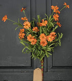 Mini Mountain Daisy Bush-or-