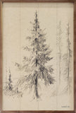 Elegant Pine Ii By Danhui Nai
