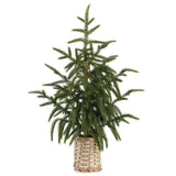 Cypress Tree In Basket Green