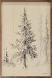 Elegant Pine Ii By Danhui Nai