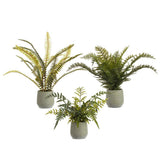 Fern In Plastic Pot