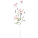 Cosmos Spray Pink