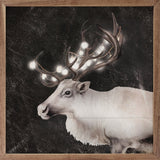 Glowing Reindeer Black