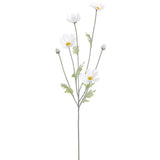 Cosmos Spray White