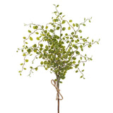 Muehlenb.wire Bundle X3