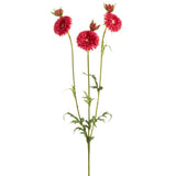Gerbera Daisy Spray Bt