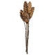 Strobus Pine