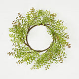 Wreath-sage Angel Vine Plant