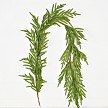5ft Garland-soft Touch Evergreen Norfolk Pine-6/36