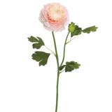 Ranunculus Spray Pk/so 19