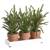 Cypress Tray Of Trees