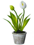 Tulip in Paper Mache Pot, White - 9"