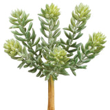 SOFT SEDUM PICK