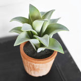 Pot Succulent - 7"