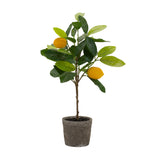 Potted Lemon Tree