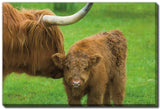 Scottish Highland Cattle 22x28