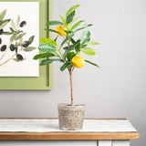 Potted Lemon Tree