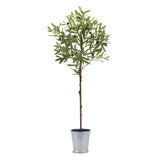 Potted Olive Tree - 41