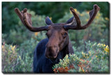 Bull Moose in Colorado - 22x28