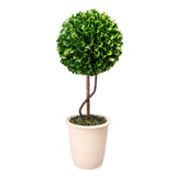 Boxwood Topiary
