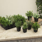 Potted Plants - 6 Assorted